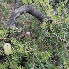Banksia canei