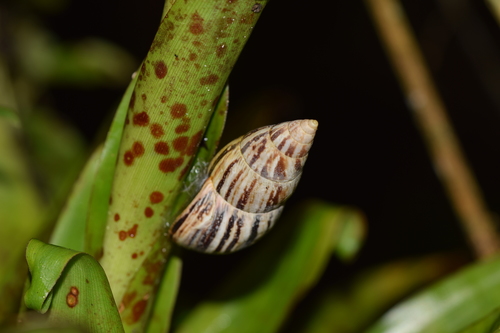 Drymaeus scitulus image