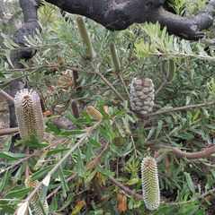 Banksia canei