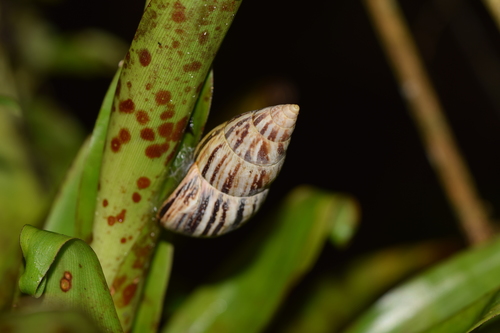 Drymaeus scitulus image