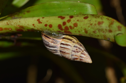Drymaeus scitulus image