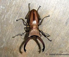 Cyclommatus eximius