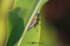 Cyphogastra bruynii