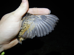 Turnix maculosus
