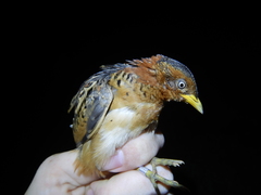 Turnix maculosus