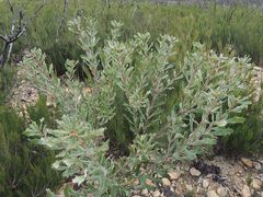 Banksia canei