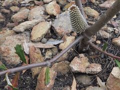 Banksia canei
