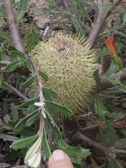 Banksia canei