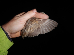 Turnix pyrrhothorax