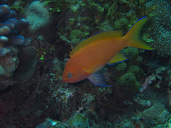 Pseudanthias pleurotaenia