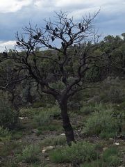 Banksia canei