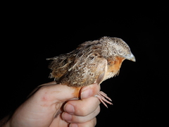 Turnix pyrrhothorax