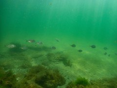 Pseudocaranx georgianus