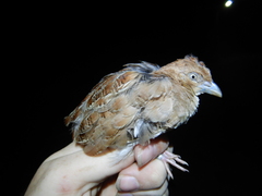 Turnix velox