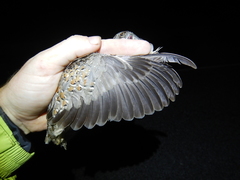 Turnix varius varius