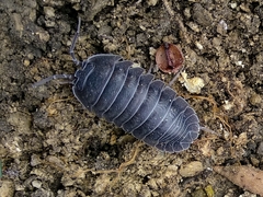 Armadillidium pallasii