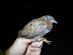 Turnix varius varius