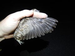 Turnix varius varius