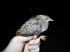 Turnix varius varius