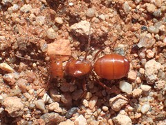 Melophorus bagoti