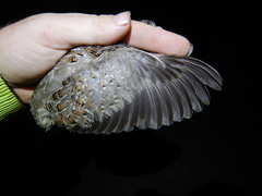 Turnix varius varius