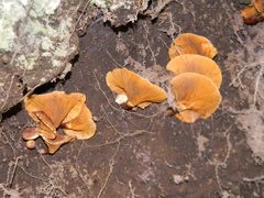 Austropaxillus boletinoides