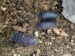 Armadillidium pallasii