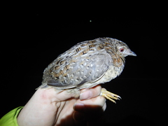 Turnix varius varius