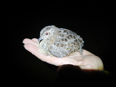 Turnix varius varius