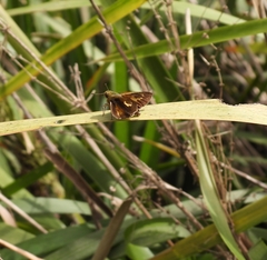 Parnara amalia