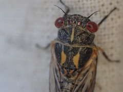 Popplepsalta corymbiae