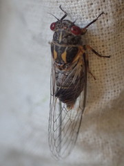 Popplepsalta corymbiae