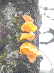 Aleurodiscus vitellinus