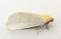 Chrysoecia thoracica
