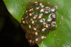 Natalobatrachus bonebergi