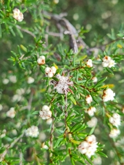 Spyridium eriocephalum