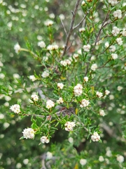 Spyridium eriocephalum