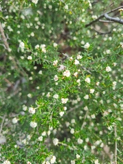 Spyridium eriocephalum