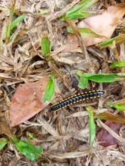 Anoplodesmus saussurii