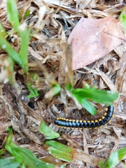 Anoplodesmus saussurii