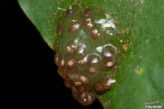 Natalobatrachus bonebergi