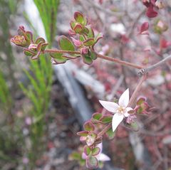 Boronia algida