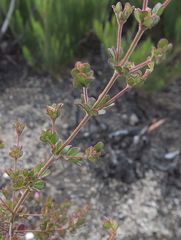 Boronia algida