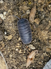 Armadillidium pallasii