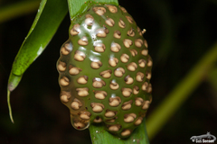 Natalobatrachus bonebergi