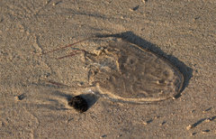 Alatina alata