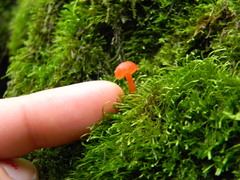 Hygrocybe miniata miniata