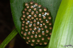 Natalobatrachus bonebergi