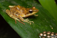 Natalobatrachus bonebergi