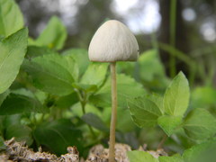 Panaeolus cyanescens
